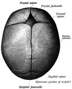 Sagittal suture of a new-born child, seen from above.