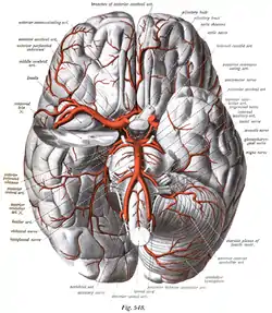 The arteries of the base of the brain (inferior view).