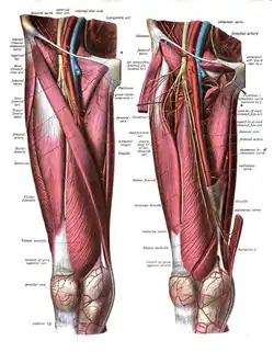 ASIS visible at top left, as the origin of several muscles