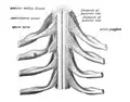 The spinal cord showing how the anterior and posterior roots join in the spinal nerves