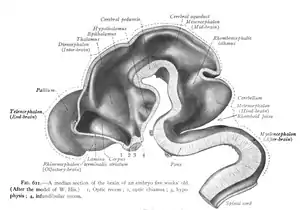 Spinal cord at five weeks