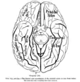 Gyrus rectus seen anteriorly at centre.