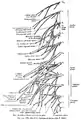 The plan of the lumbosacral plexus