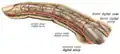 Lateral aspect of finger, with artery labeled a proper volar digital artery.