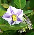 Flower and flower buds