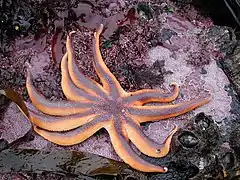 Solaster stimpsoni, a Solasteridae