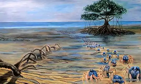 Artist impression of small blue soldier crabs marching across a mangrove flat