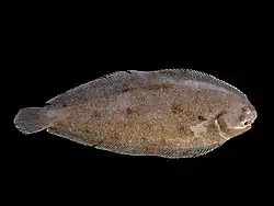 Common sole, Solea solea