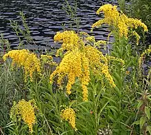 Goldenrod