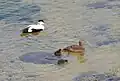 Common eider with ducklings swimming