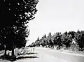 The original avenue of honour in the 1950s lining Eramosa road East with Plane Trees.