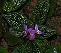 Spotted-Leaf Sonerila (Sonerila maculata), an undershrub species, is thriving in the wet conditions of the ecoregion.