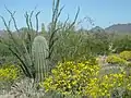 The desert in bloom