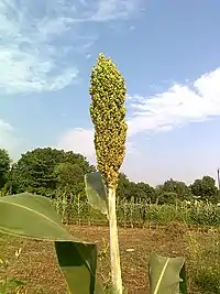 Sorghum farm at Chinawal village in Maharashtra