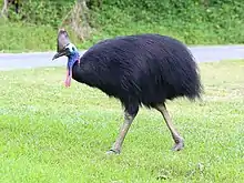 The southern cassowary