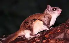 Southern flying squirrel (Glaucomys volans)