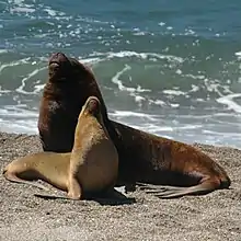 South American sea lion (otaria flavescens, formerly Otaria byronia), also known as the southern sea lion or Patagonian sea lion.