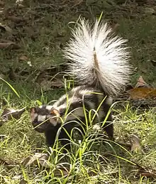 Blakc skunk with white spots and tail in grass