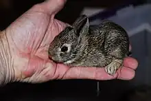 A very young swamp rabbit being held in a person's hand