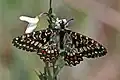 Spanish festoon(Zerynthia rumina),tribe Zerynthiini