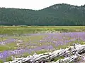 Perpetual meadows in Oregon, USA.