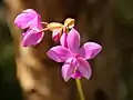 Flower detail