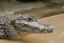 Spectacled caiman, Caiman crocodilus