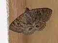 Speiredonia spectans resting mimicking a brooding head