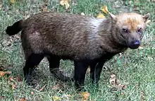 Bush dog