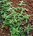 Spermacoce ocymoides at Ananthagiri Hills, in Rangareddy district of Andhra Pradesh, India.