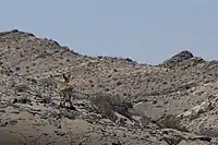 Klipspringer in Sperrgebiet