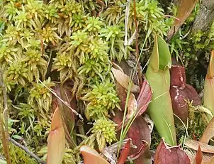 Sphagnum with northern pitcher plants at Brown's Lake Bog, Ohio, US