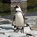 Humboldt penguin