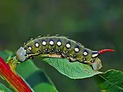 Hyles gallii caterpillar