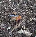 A spider wasp feeding on a spider in Nairobi, Kenya