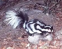 Black skunk with white spots on rocks