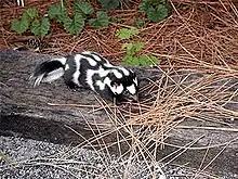 Eastern spotted skunk (Spilogale putorius)