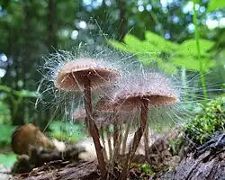 A cluster of pinkish mushrooms with caps covered with whitish hairs