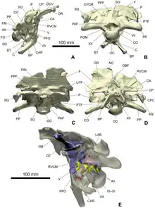 3D scans of a braincase and brain cavity