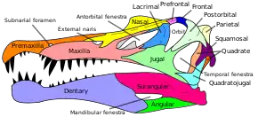  colour coded diagram of a Spinosaurus skull, showing an elongate snout and conical teeth