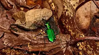 Adult, Belleplain State Forest, New Jersey