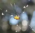 On a tufted web in Houston, Texas