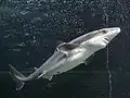 spiny dogfish(Squalus acanthias) found in the subtidal zone