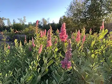 Part of a field in Bend, Oregon