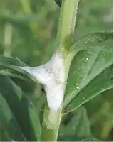 Nymphal form of spittlebug surrounded by foam for protection and moisture