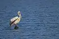 Spot-billed pelican (Pelecanus philippensis) at Pulicat Lake