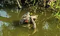 Spot billed duck