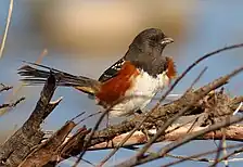 Spotted Towhee female