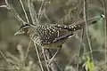 Spotted Laughingthrush in Sarmoli Village