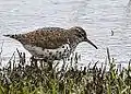 Spotted sandpiper foraging in Fox River Grove, Illinois